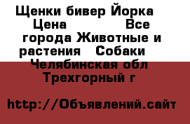 Щенки бивер Йорка  › Цена ­ 30 000 - Все города Животные и растения » Собаки   . Челябинская обл.,Трехгорный г.